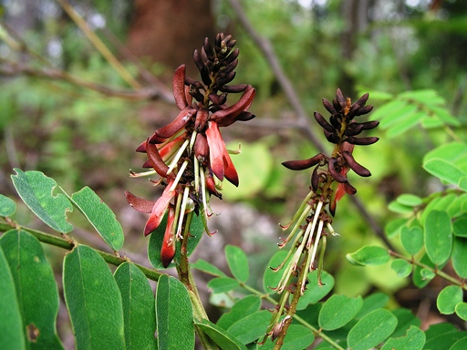 ครามป่า Indigofera sootepensis Craib<br/>LEGUMINOSAE-PAPILIONOIDEAE